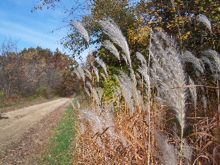 Grasses and the 400 State trail